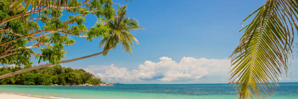 istock Tropical paradise beach panorama with a leaning palm tree 1135960973