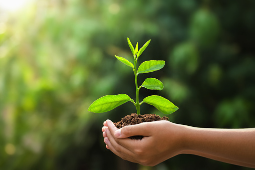 hand holding young plant and green background with sunshine. eco concept earth day