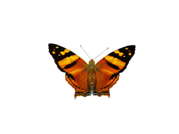 istock an isolated orange with black butterfly against a white background 1135961791