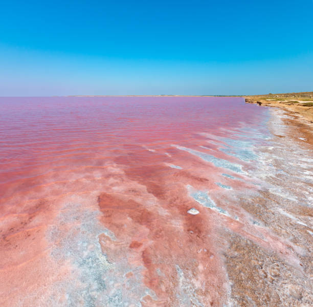 istock Pink salty Syvash Lake, Ukraine 1135962048
