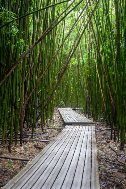 istock Bamboo Forest on Maui's Pipiwai Trail 1135964700