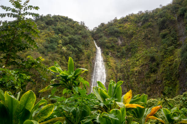istock Bamboo Forest on Maui's Pipiwai Trail 1135964777