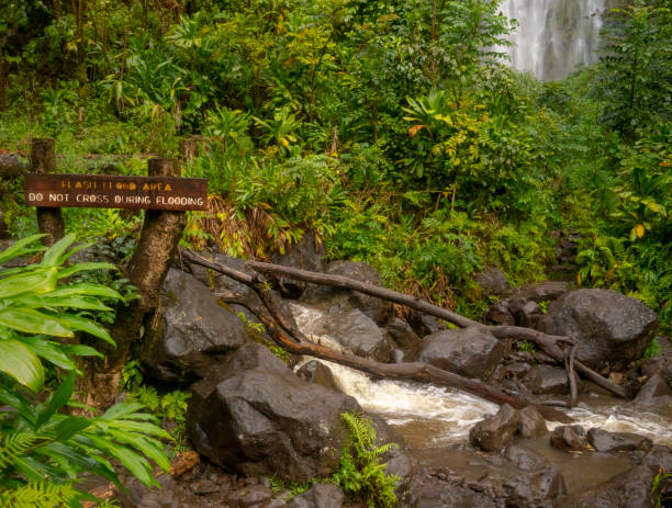 istock Bamboo Forest on Maui's Pipiwai Trail 1135964788