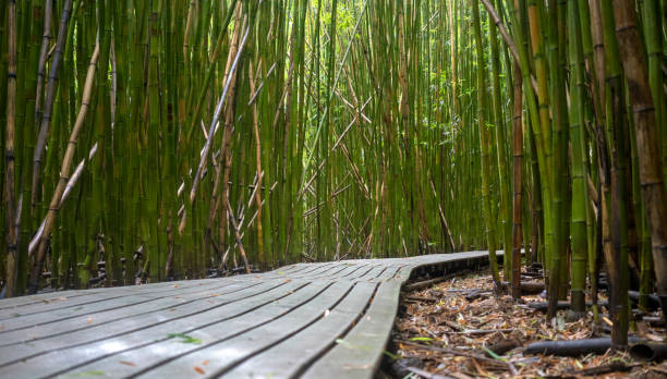 Rio de Janeiro, Brazil- March 28, 2025:  Bamboo trees going to the sky.
