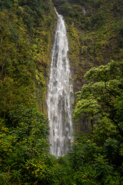 istock Bamboo Forest on Maui's Pipiwai Trail 1135964804