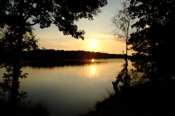 istock Golden sunset or sunrise with tree silhouettes over a forest lake 1135966436