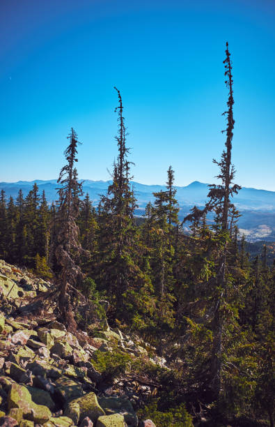istock The Carpathian Mountains or Carpathians 1135969191