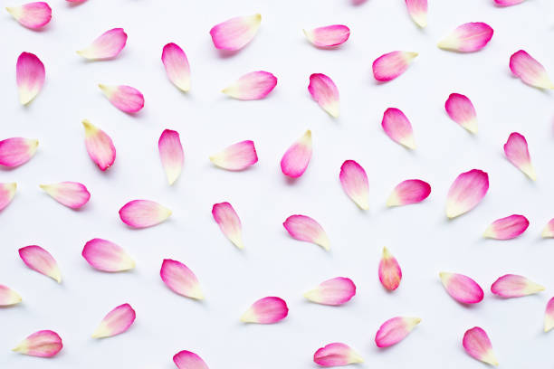 istock Lotus petals on white 1135969440
