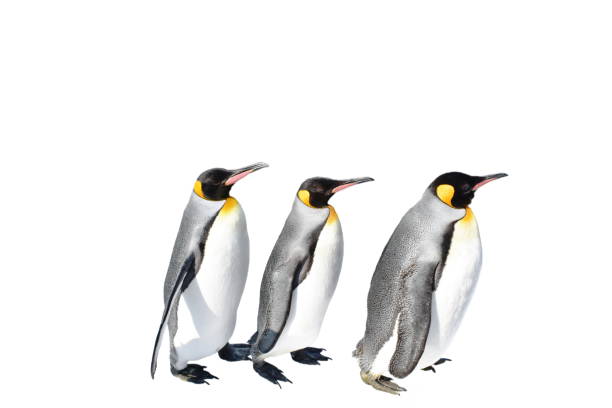 istock emperor penguin parade on white background 1135969685