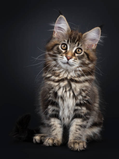 istock Cute classic black tabby Maine Coon cat kitten, sitting up facing front. Looking straight at lens with brown eyes. Isolated on black background. 1135969793