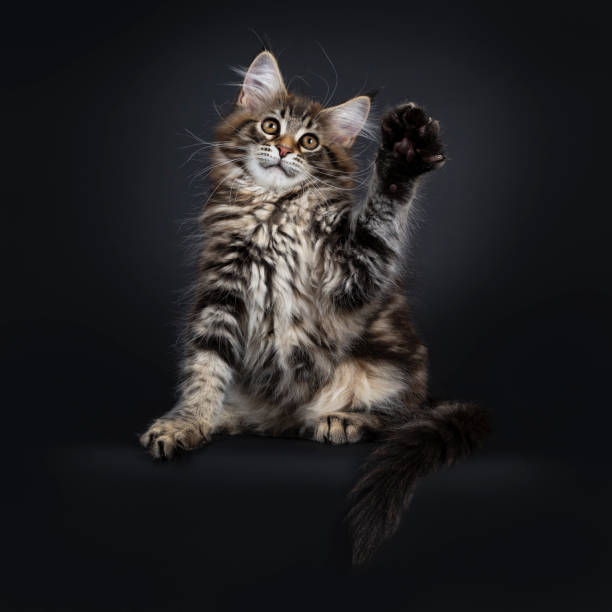 istock Cute classic black tabby Maine Coon cat kitten, sitting facing front. Looking up / above lens with brown eyes. Isolated on black background. Front paws high in air for playing. 1135969805