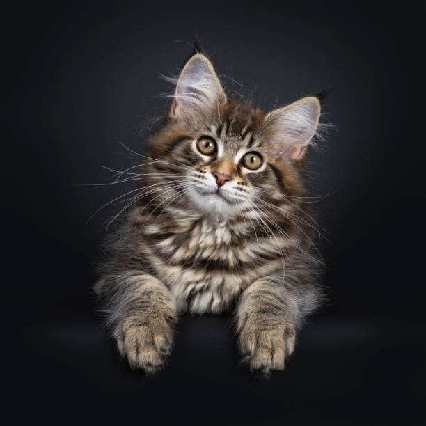 istock Cute classic black tabby Maine Coon cat kitten, laying down facing front. Looking straight at lens with brown eyes. Isolated on black background. Front paws hanging over edge. 1135969824
