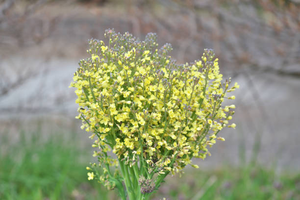 istock Yellow flower of the broccoli 1135972313