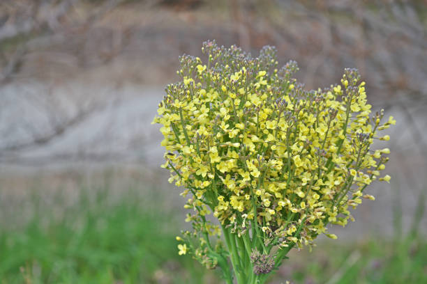 istock Yellow flower of the broccoli 1135972354