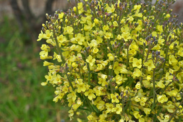 istock Yellow flower of the broccoli 1135972419