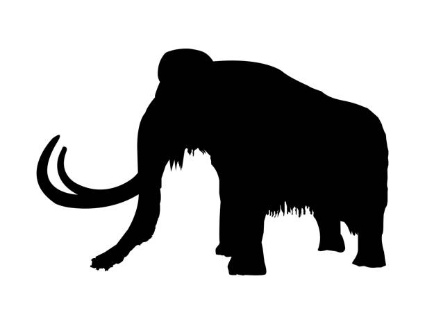 Vector black silhouette of prehistoric wooly mammoth with tusks isolated on a white background Simple silhouette icon of mammoth. Prehistoric elephant and mammal. Extinct huge animal. tusk stock illustrations