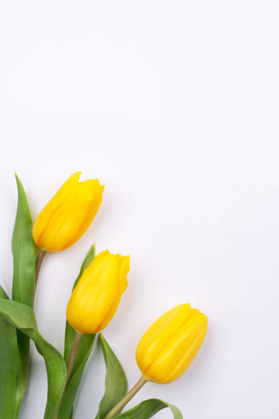 istock Easter background with yellow tulipson on white. Greeting card for mother's day. Copy space. Flat lay 1135972701