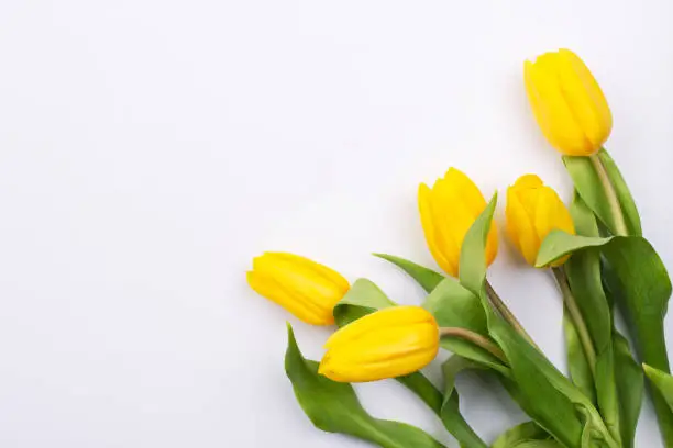 Photo of Easter background with yellow tulipson on white. Greeting card for mother's day. Copy space. Flat lay