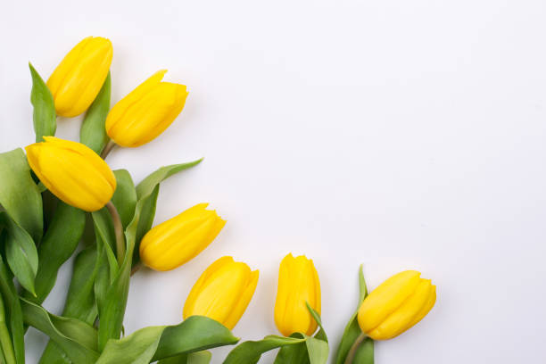 istock Easter background with yellow tulipson on white. Greeting card for mother's day. Copy space. Flat lay 1135972728