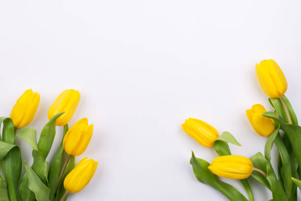 istock Easter background with yellow tulipson on white. Greeting card for mother's day. Copy space. Flat lay 1135972738