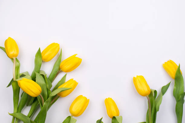 istock Easter background with yellow tulipson on white. Greeting card for mother's day. Copy space. Flat lay 1135972775
