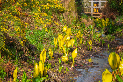 Yellow skunk cabbage (swamp lantern) next to a stream flowing through Isabella Plantation, a woodland garden in Richmond Park in south west London
