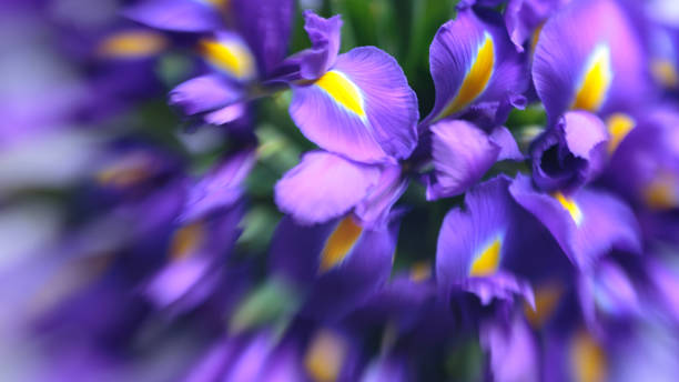 istock Violet delicate iris flowers. Elegant, abstraction, tender flower background. Soft, selective focus, lensbaby image. 1135976868