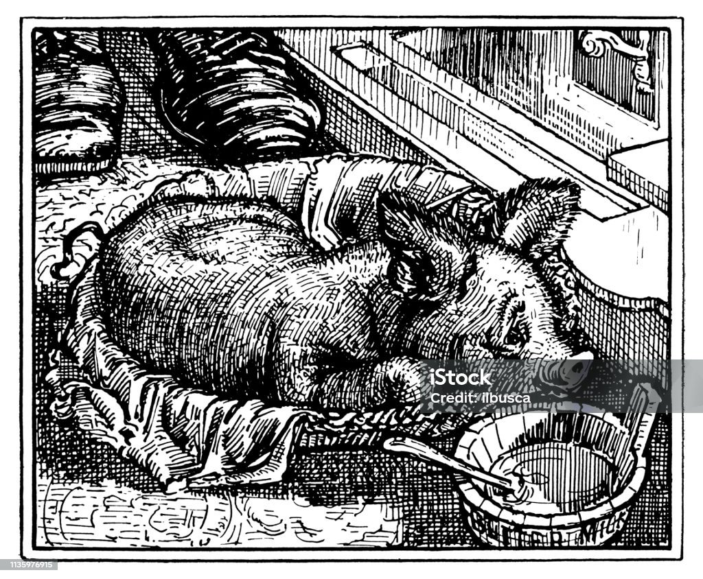 Antique Art Nouveau illustration by Archie MacGregor from children book: Little pig 19th Century stock illustration