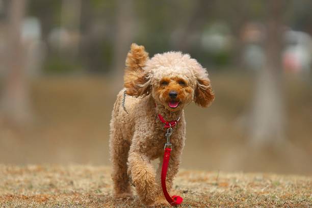 istock dog 161 Dog-walking 1135980037