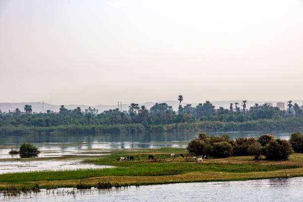 istock Coast of Nile 1135982559