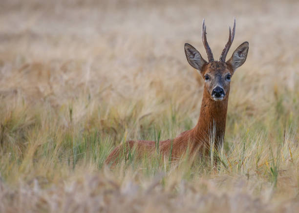 roe buck - orzo (barley) - wild barley foto e immagini stock