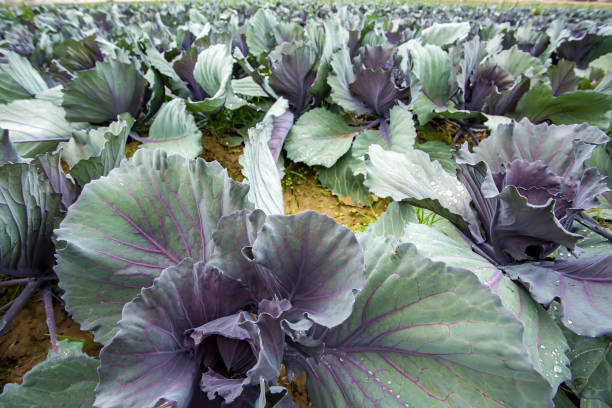 Red cabbage field in nature. Agriculture concept photo.