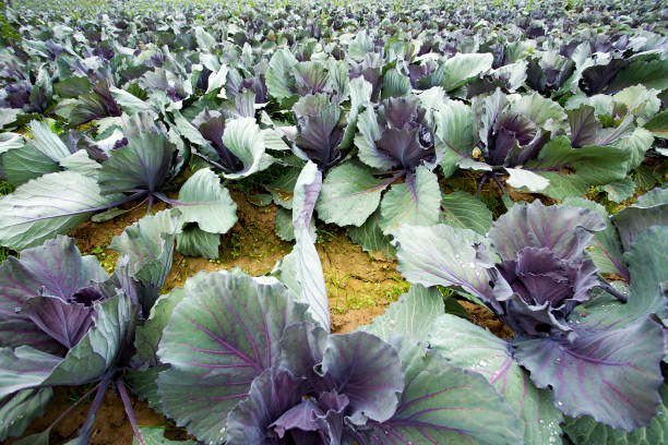 istock Red cabbage field in nature. Agriculture concept photo. 1135983061