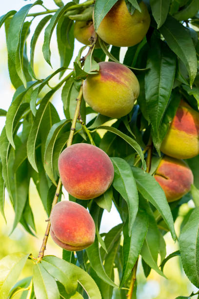 Sweet peach fruits growing on a peach tree branch