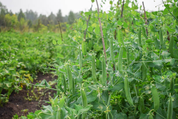 busch von grünen erbsen im garten im sommer lecker - bush bean stock-fotos und bilder