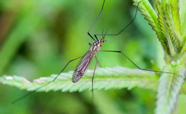 istock mosquito closeup portrait sitting on green leaf background 1135983863