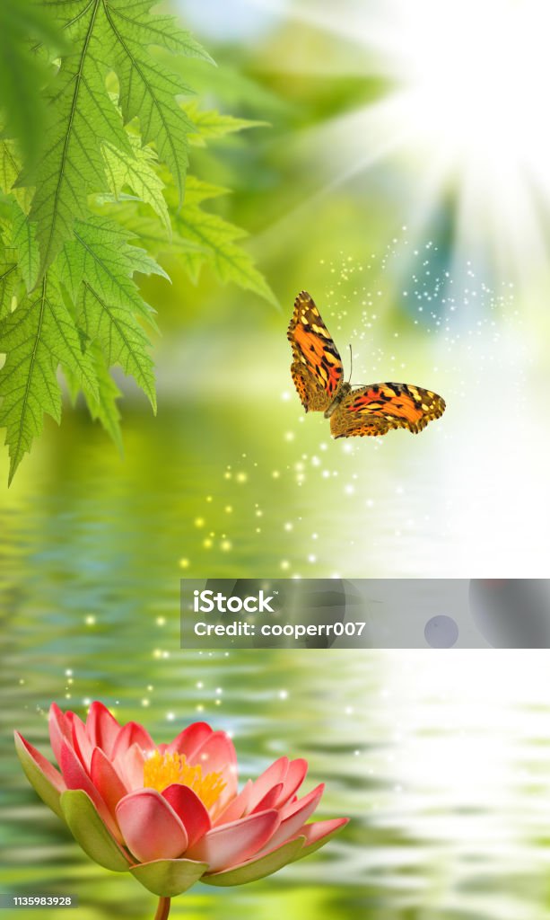 Flor De Loto Y Mariposa Sobre El Agua Foto de stock y más banco de imágenes  de Agua - Agua, Agua estancada, Asia - iStock