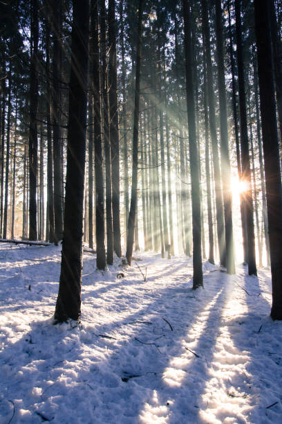 istock Sunset in the winter forest: Sunbeams and shadows, snow covered 1135983976