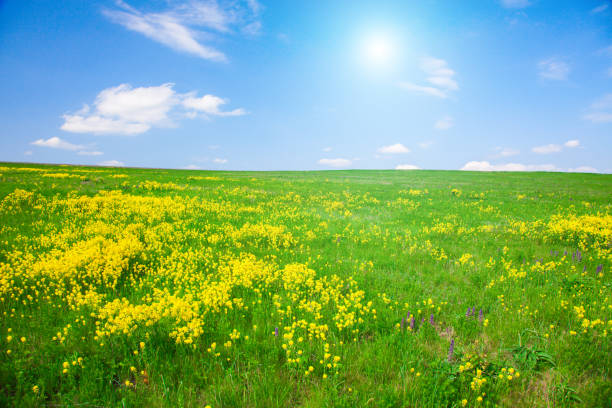istock Yellow flowers hill under blue cloudy sky 1135984311