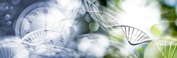 istock abstract image of clock and genetic chain close-up 1135984414