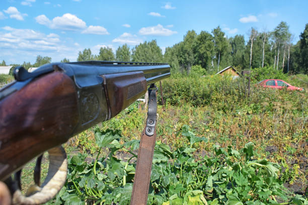 istock Aiming by rifle to forest at garden with green background 1135984692