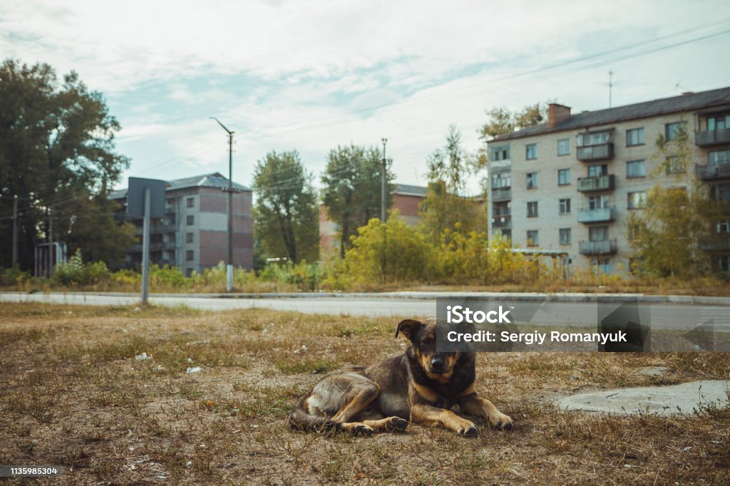 Homeless wild dog in old radioactive zone in Pripyat city - abandoned ghost town after nuclear disaster. Chernobyl exclusion zone. Homeless wild dog in old radioactive zone in Pripyat city - abandoned ghost town after nuclear disaster. Chornobyl history of catastrophe. Lost place in Ukraine, SSSR. Chernobyl exclusion zone. Dog Stock Photo