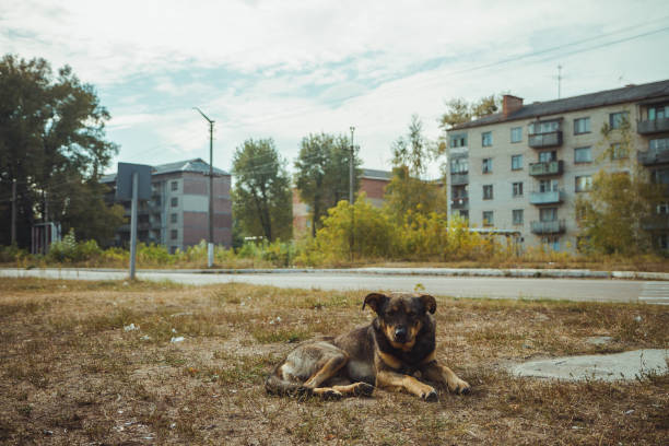 Homeless wild dog in old radioactive zone in Pripyat city - abandoned ghost town after nuclear disaster. Chernobyl exclusion zone. Homeless wild dog in old radioactive zone in Pripyat city - abandoned ghost town after nuclear disaster. Chornobyl history of catastrophe. Lost place in Ukraine, SSSR. Chernobyl exclusion zone. pripyat city stock pictures, royalty-free photos & images