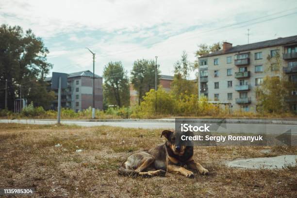 Homeless Wild Dog In Old Radioactive Zone In Pripyat City Abandoned Ghost Town After Nuclear Disaster Chernobyl Exclusion Zone Stock Photo - Download Image Now