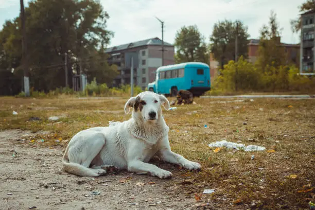 Homeless wild dog in old radioactive zone in Pripyat city - abandoned ghost town after nuclear disaster. Chornobyl history of catastrophe. Lost place in Ukraine, SSSR. Chernobyl exclusion zone.