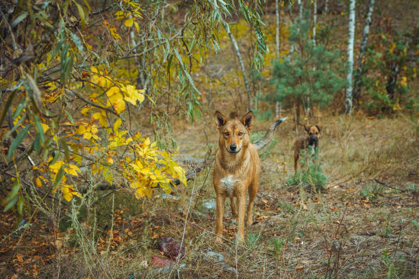 chien sauvage sans-abri dans la vieille zone radioactive dans la ville de pripyat-ville fantôme abandonnée après la catastrophe nucléaire. zone d'exclusion de tchernobyl. - 1986 photos et images de collection
