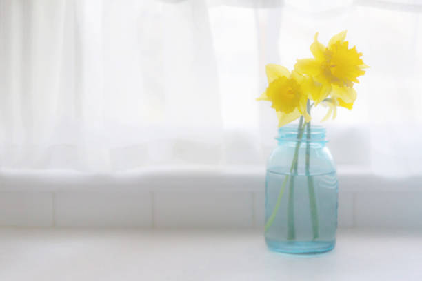 jonquilles devant la fenêtre-haute clé avec copyspace - daffodil spring flower blue photos et images de collection