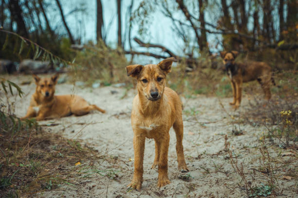 chien sauvage sans-abri dans la vieille zone radioactive dans la ville de pripyat-ville fantôme abandonnée après la catastrophe nucléaire. zone d'exclusion de tchernobyl. - 1986 photos et images de collection