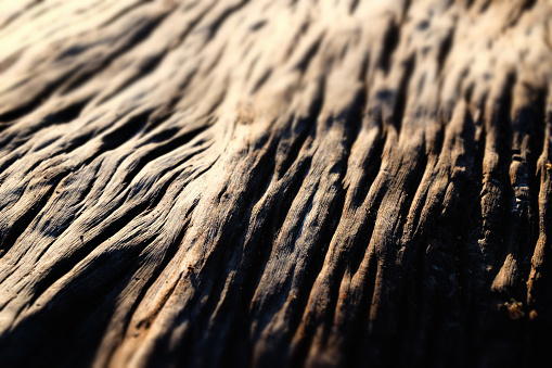 Abstract wooden background. Close-up of driftwood