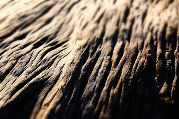 fundo de madeira abstrato-close-up do driftwood - driftwood wood weathered plank - fotografias e filmes do acervo